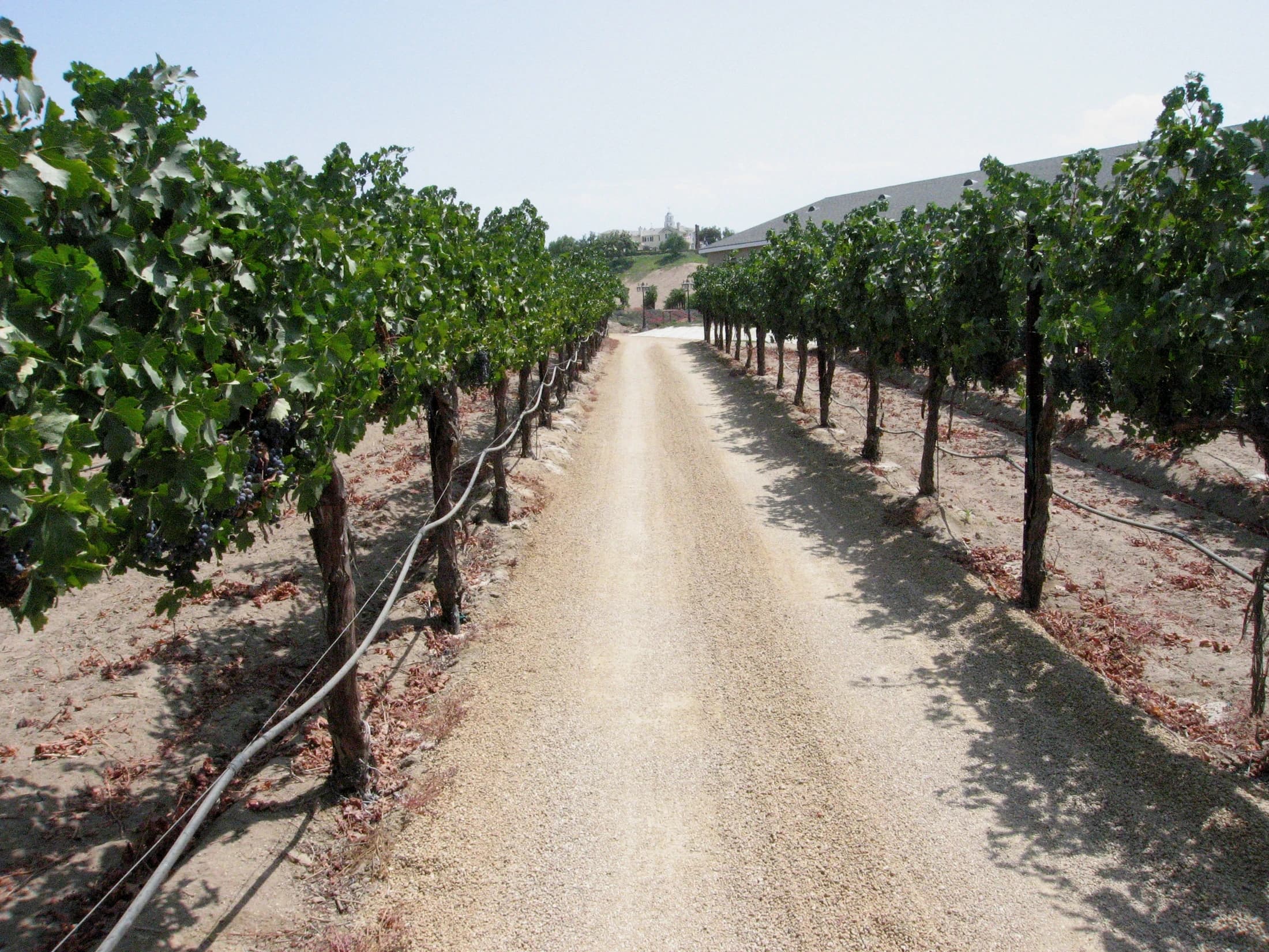 Vineyard rows in the Temecula wine country